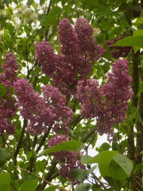 Sıradan yaban domuzu (Şırınga bayağılığı))            