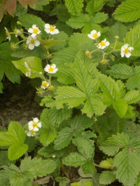 Bahçe çilekleri, bahçe çilekleri, ananas çilekleri, çilekler, çilekler (Fragaria ananassa Duchesne)          
