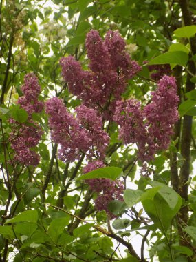 Sıradan yaban domuzu (Şırınga bayağılığı))            