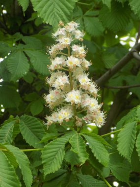 Chestnut (Castanea Tourn), kayın familyasından bir yaprak ağacı cinsidir.            