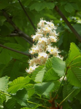 Chestnut (Castanea Tourn), kayın familyasından bir yaprak ağacı cinsidir.            