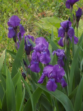 Horozlar veya irisler (Latin Iris)           
