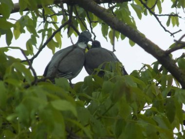 Güvercin (Columba palumbus), güvercin familyasından bir kuş türü.          