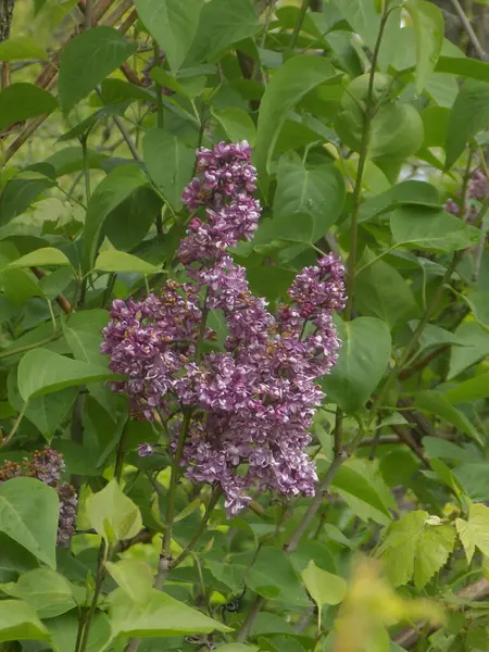 Sıradan yaban domuzu (Şırınga bayağılığı))            