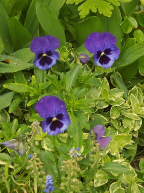 Üç renkli menekşe, vahşi nonoş (Viola üç renkli L.)  