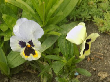 Üç renkli menekşe, vahşi nonoş (Viola üç renkli L.)  