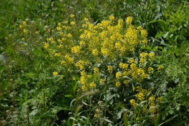 Barbara vulgris R. Kardeş, Kampe barbarlığı (L.) W. Wight eski Piper