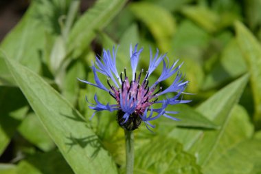 Dağ çiçeği (lat. Centaurea montana, Asteraceae familyasından bir bitki türü.. 