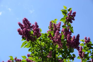 Sıradan yaban domuzu (Şırınga bayağılığı)) 