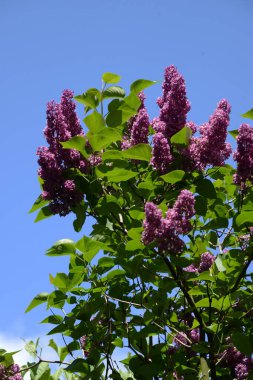 Sıradan yaban domuzu (Şırınga bayağılığı)) 