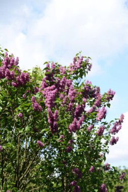 Sıradan yaban domuzu (Şırınga bayağılığı)) 