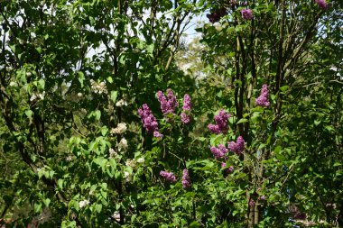 Sıradan yaban domuzu (Şırınga bayağılığı)) 