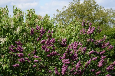 Sıradan yaban domuzu (Şırınga bayağılığı)) 