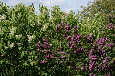 Sıradan yaban domuzu (Şırınga bayağılığı)) 