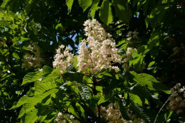 Chestnut (Castanea Tourn), kayın familyasından bir yaprak ağacı cinsidir.  
