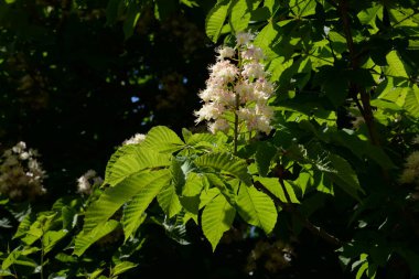 Chestnut (Castanea Tourn), kayın familyasından bir yaprak ağacı cinsidir.  