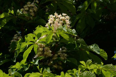 Chestnut (Castanea Tourn), kayın familyasından bir yaprak ağacı cinsidir.  