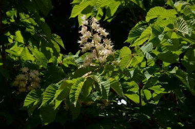 Chestnut (Castanea Tourn), kayın familyasından bir yaprak ağacı cinsidir.  