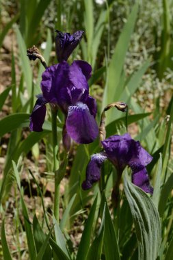 Horozlar veya irisler (Latin Iris)  