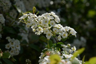 Meadowsweet (Spiraea L.), Rosaceae familyasından bir bitki cinsidir..