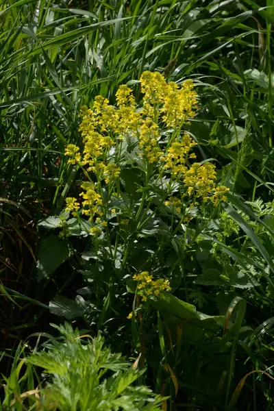 Barbara vulgris R. Kardeş, Kampe barbarlığı (L.) W. Wight eski Piper