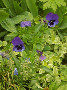 Üç renkli menekşe, vahşi nonoş (Viola üç renkli L.)            