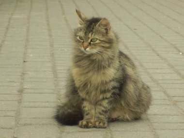 Kedi kedisi (Latince Felis Silvestris catus), kedigiller (Felis) familyasından bir kedi türü.)           