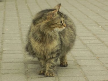 Kedi kedisi (Latince Felis Silvestris catus), kedigiller (Felis) familyasından bir kedi türü.)           