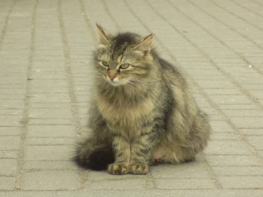 Kedi kedisi (Latince Felis Silvestris catus), kedigiller (Felis) familyasından bir kedi türü.)           