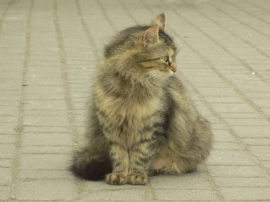 Kedi kedisi (Latince Felis Silvestris catus), kedigiller (Felis) familyasından bir kedi türü.)           