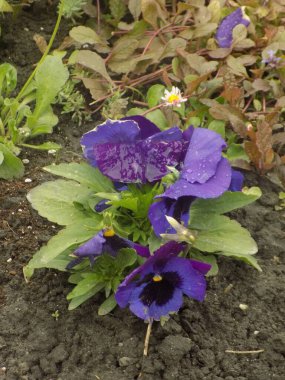 Üç renkli menekşe, vahşi nonoş (Viola üç renkli L.)           