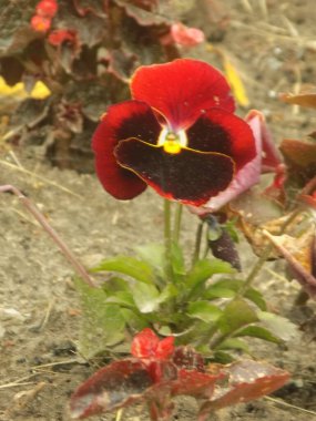 Üç renkli menekşe, vahşi nonoş (Viola üç renkli L.)           