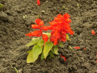 Sage (Salvia L., popüler isimleri - shevliya, shalvia), Labiatae familyasının en kalabalık bitki cinsidir..          