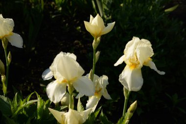 Horozlar veya irisler (Latin Iris)  