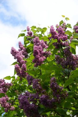 Sıradan yaban domuzu (Şırınga bayağılığı)) 