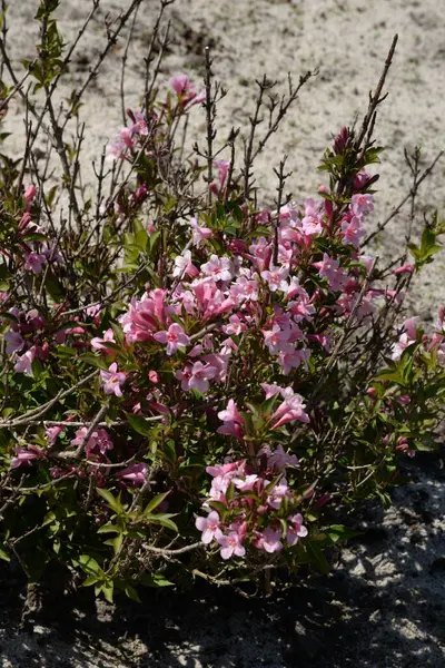 Kanada Yahuda Ağacı, Kanada Cercis 