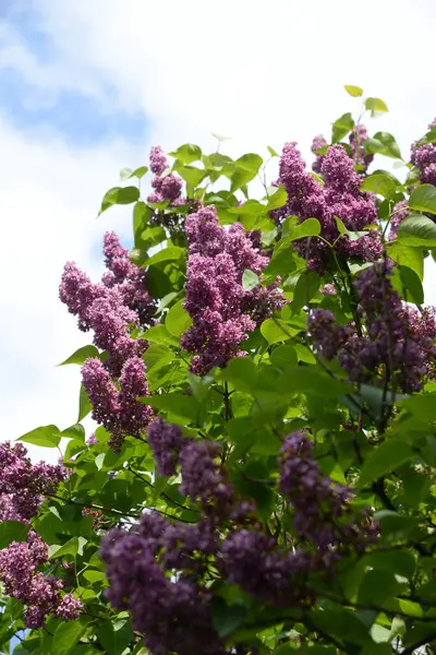 Sıradan yaban domuzu (Şırınga bayağılığı)) 