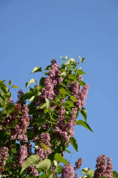 Sıradan yaban domuzu (Şırınga bayağılığı)) 