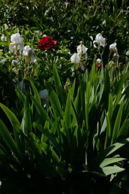 Horozlar veya irisler (Latin Iris)   