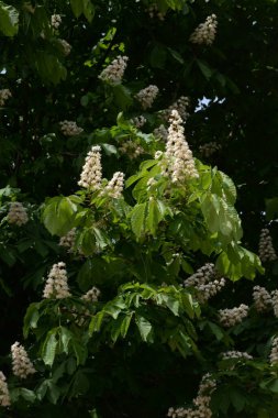 Chestnut (Castanea Tourn), kayın familyasından bir yaprak ağacı cinsidir. 
