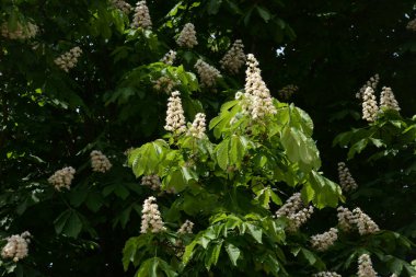 Chestnut (Castanea Tourn), kayın familyasından bir yaprak ağacı cinsidir. 