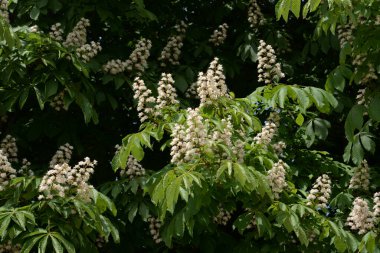 Chestnut (Castanea Tourn), kayın familyasından bir yaprak ağacı cinsidir. 