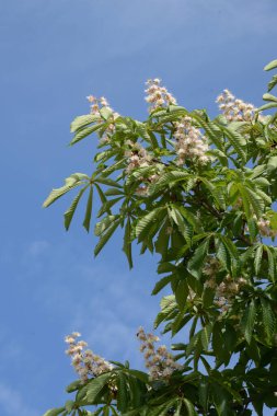 Chestnut (Castanea Tourn), kayın familyasından bir yaprak ağacı cinsidir. 