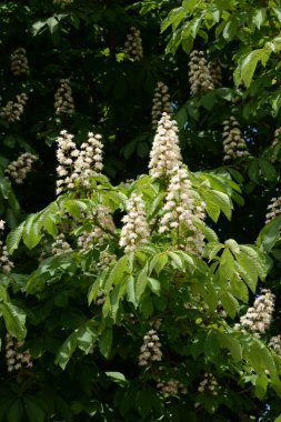 Chestnut (Castanea Tourn), kayın familyasından bir yaprak ağacı cinsidir. 