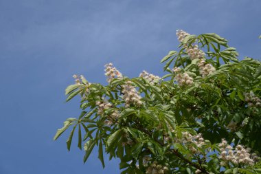 Chestnut (Castanea Tourn), kayın familyasından bir yaprak ağacı cinsidir. 