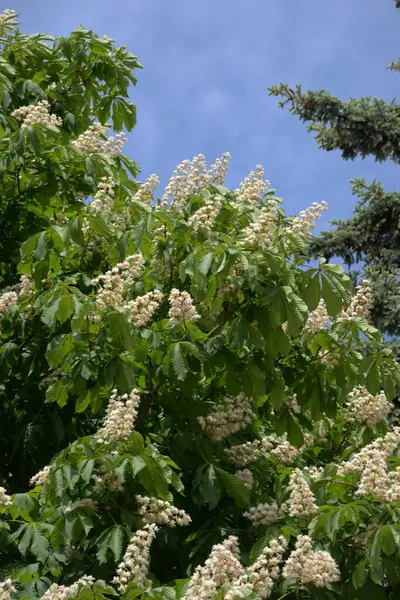 Chestnut (Castanea Tourn), kayın familyasından bir yaprak ağacı cinsidir. 