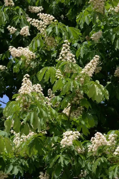Chestnut (Castanea Tourn), kayın familyasından bir yaprak ağacı cinsidir. 