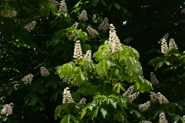 Chestnut (Castanea Tourn), kayın familyasından bir yaprak ağacı cinsidir. 
