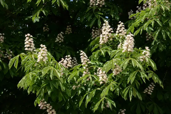 Chestnut (Castanea Tourn), kayın familyasından bir yaprak ağacı cinsidir. 