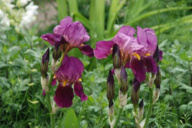 Horozlar veya irisler (Latin Iris)   